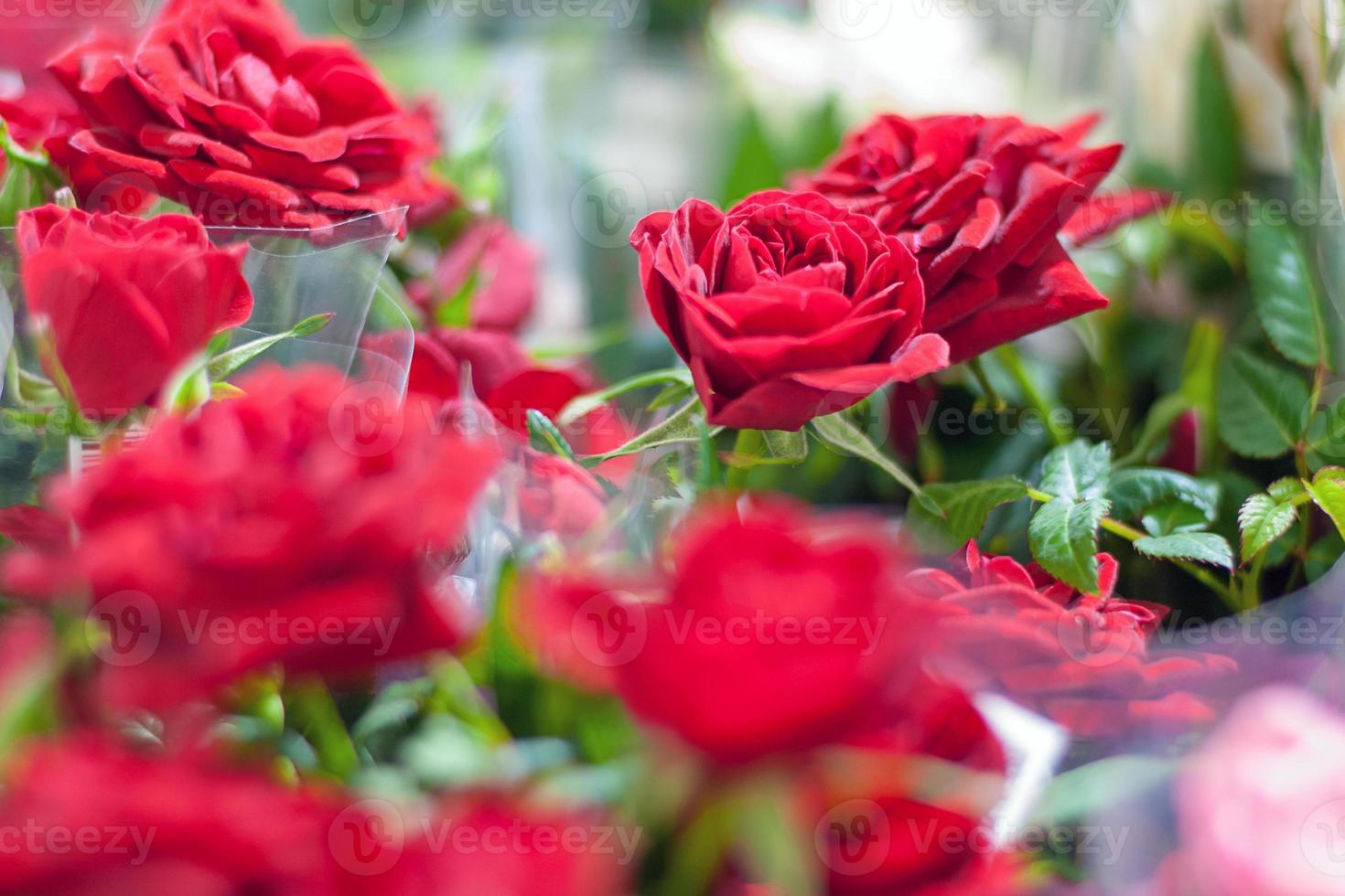 vermelho em vaso rosas vendido dentro mercado foto