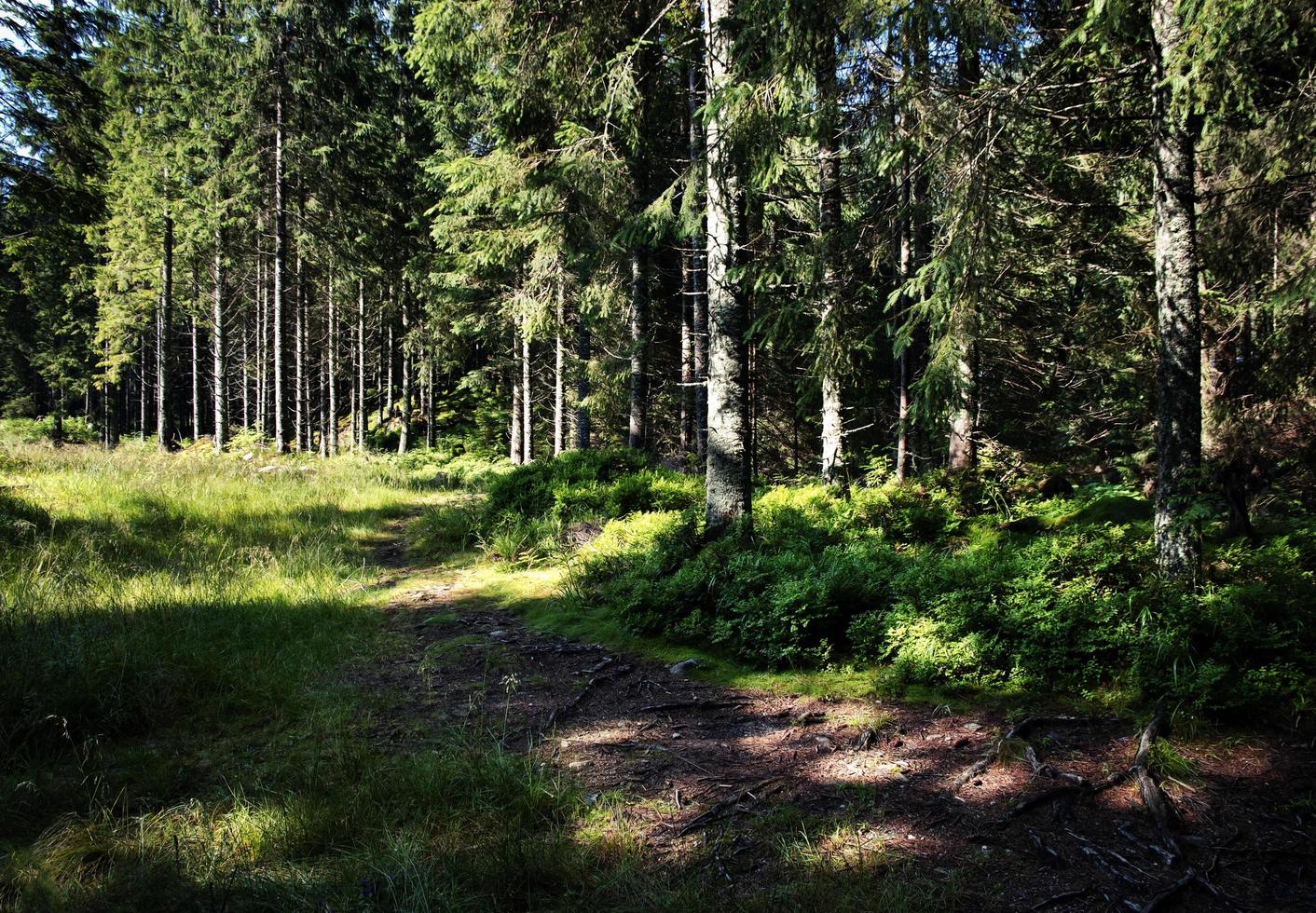 na borda da floresta de abetos foto