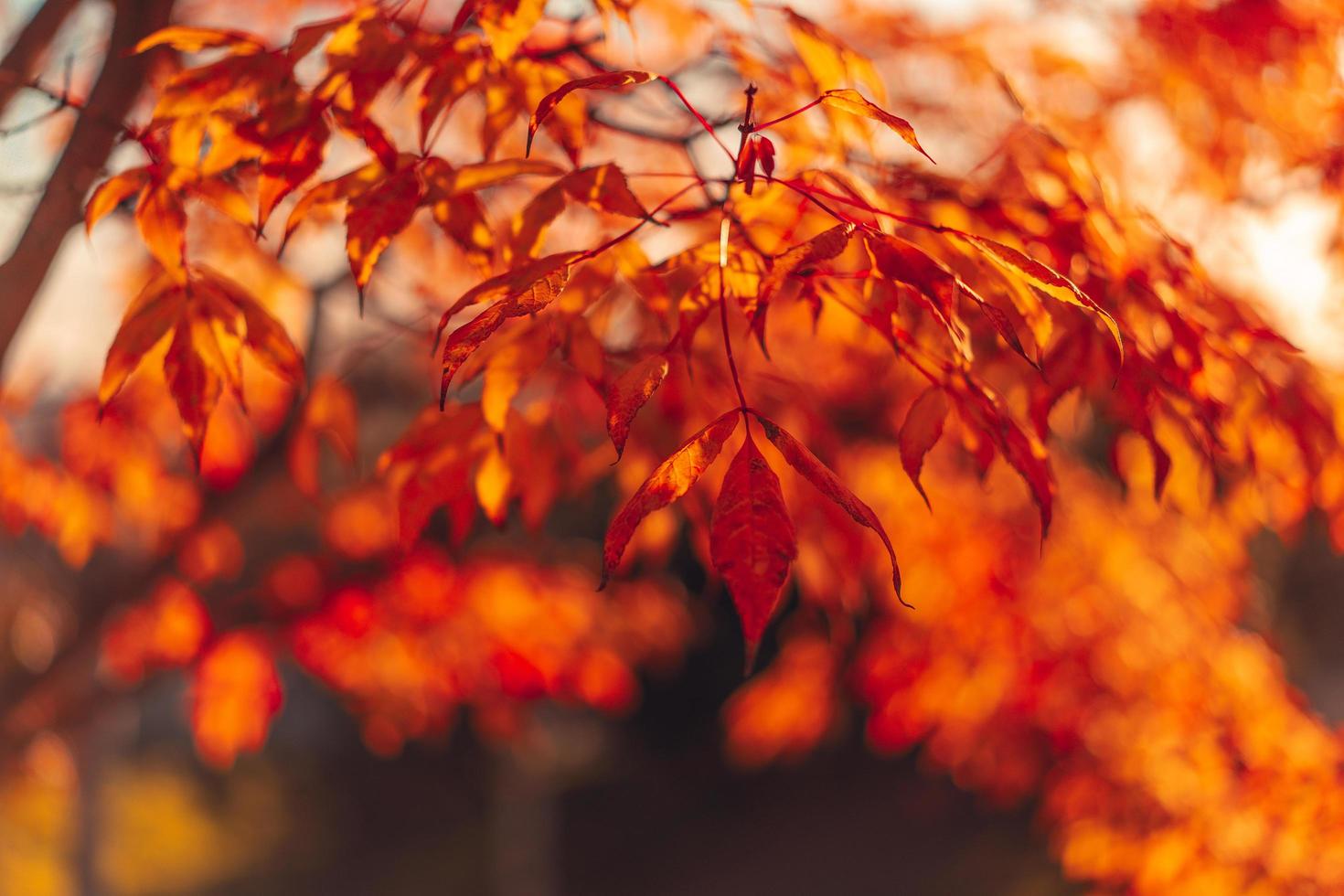 folhas vermelhas e laranja em um galho para plano de fundo ou papel de parede foto