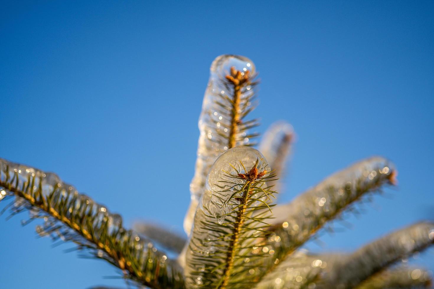 pingentes de gelo em um galho de árvore de abeto foto