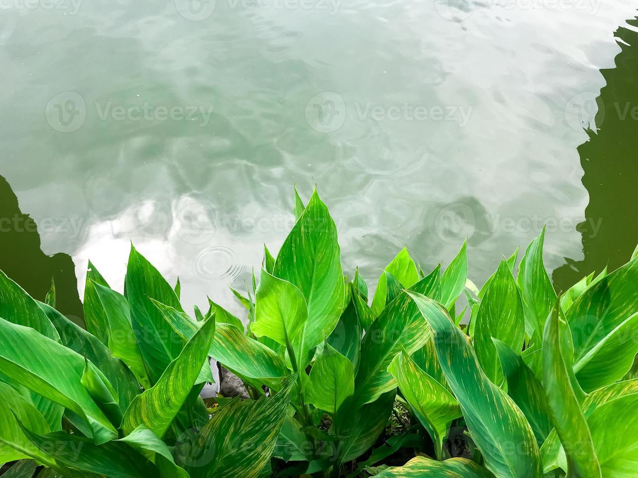 indica folhas isolado de espirrando água a partir de a lago foto