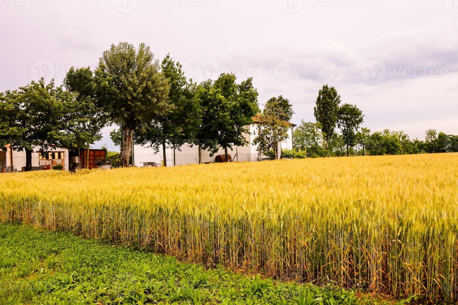 cênico rural panorama foto