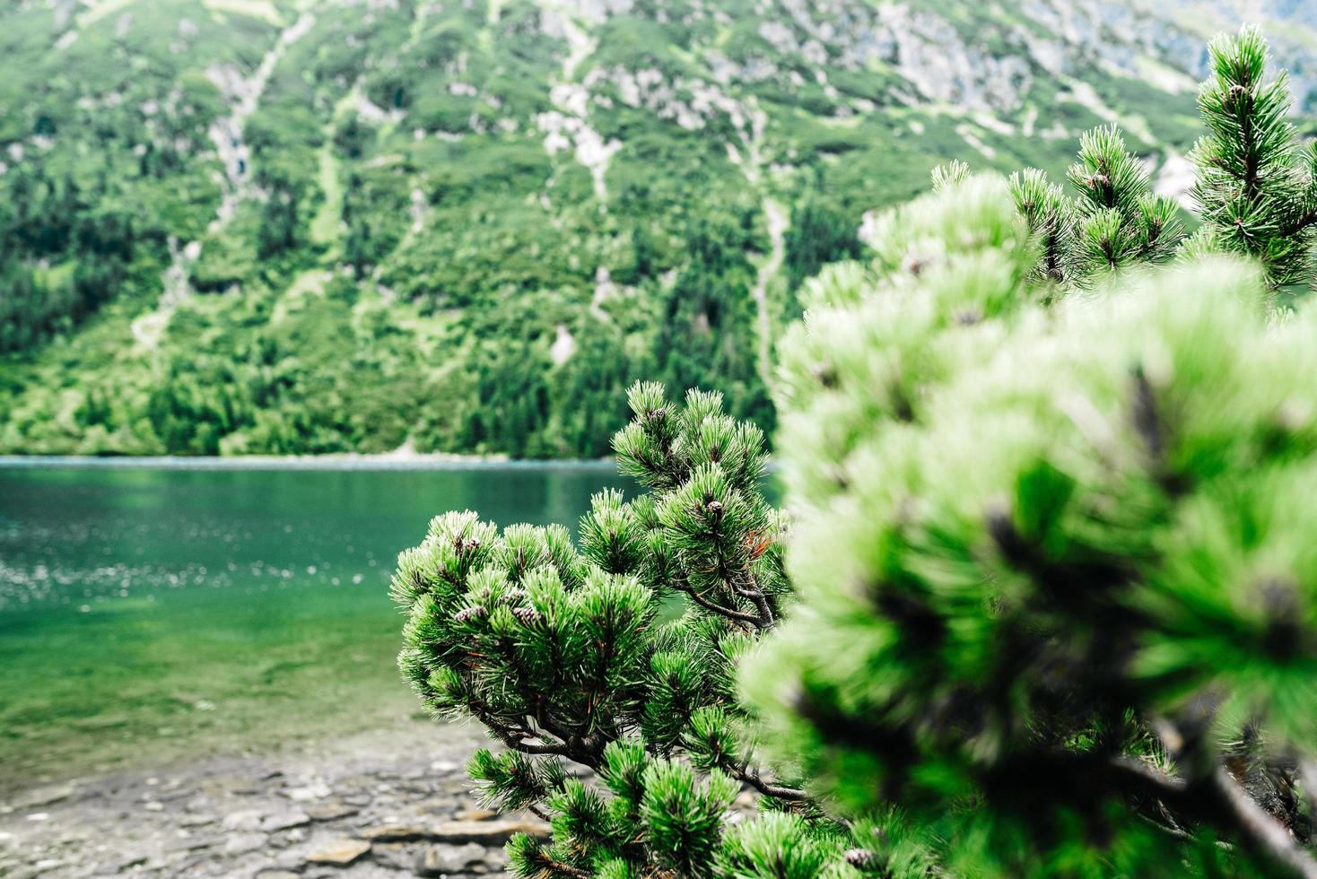 lago alpino no verão foto