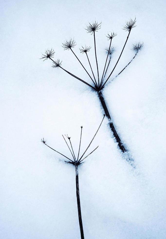 ervas cobertas de neve foto