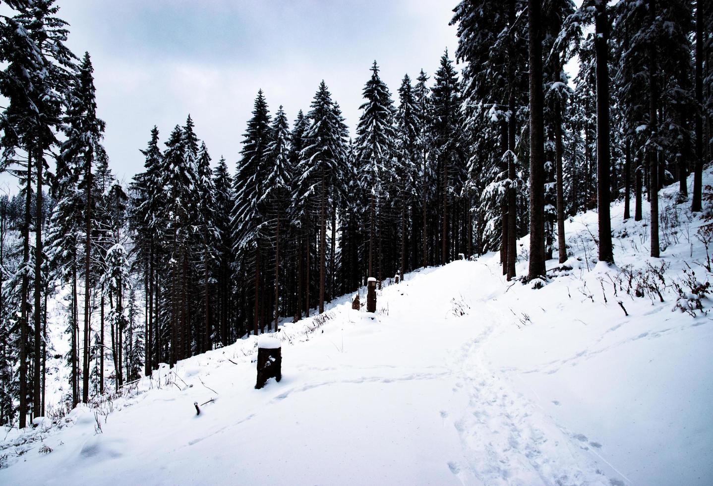 alta floresta de abetos no inverno foto