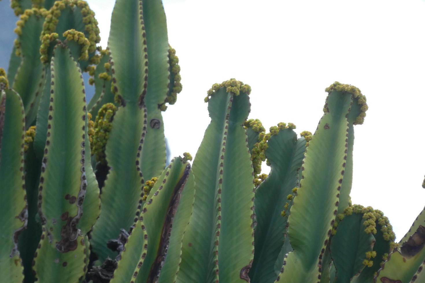 fauna e flora do a ilha do vovó canaria dentro a atlântico oceano foto