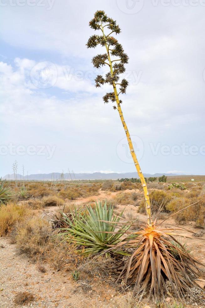 século plantar crescendo dentro a panorama foto