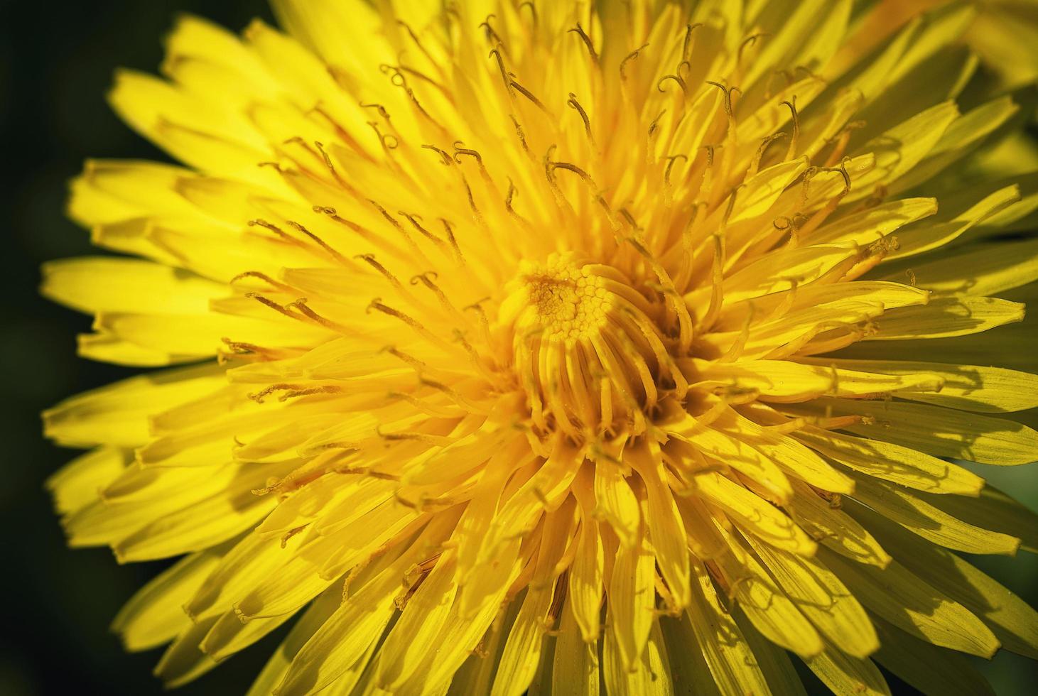 detalhe de um dente de leão foto