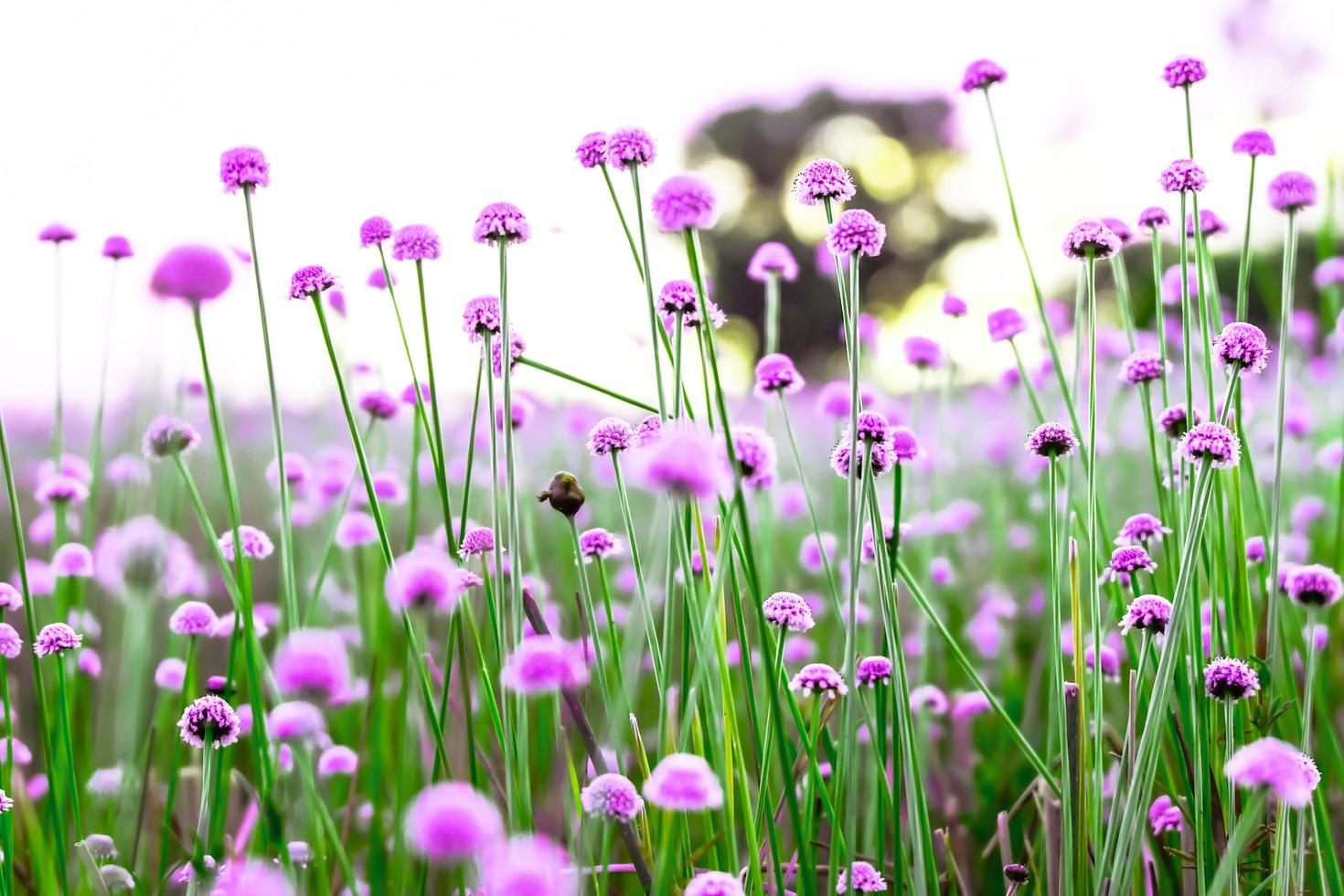 campos de flores silvestres turva, rosa. lindo crescendo e florescendo na natureza foto