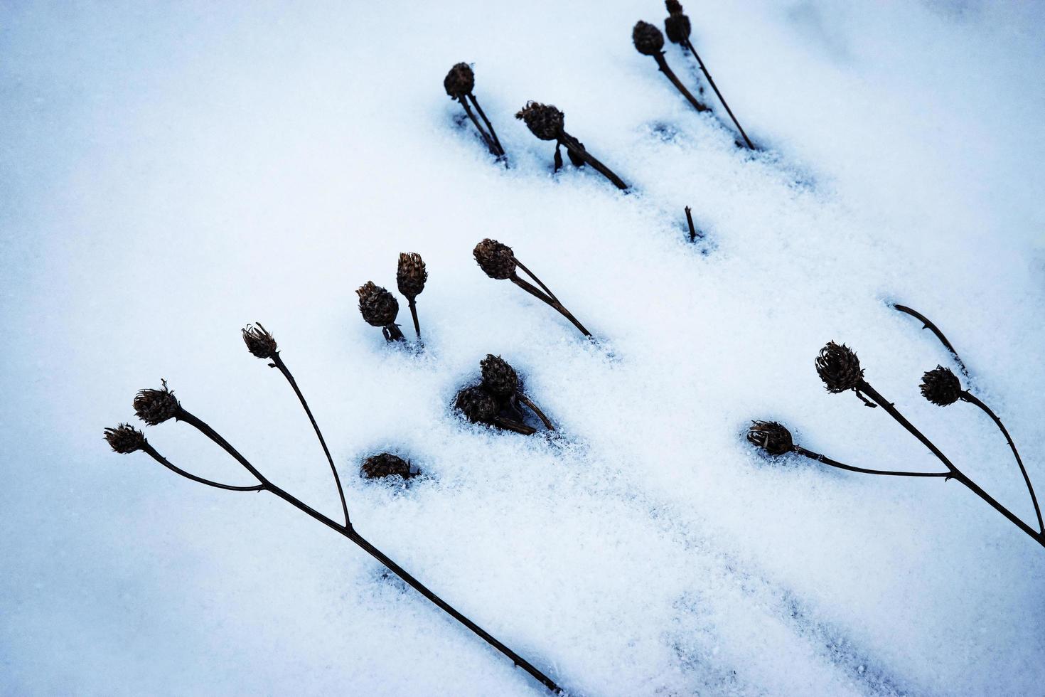 plantas na neve foto