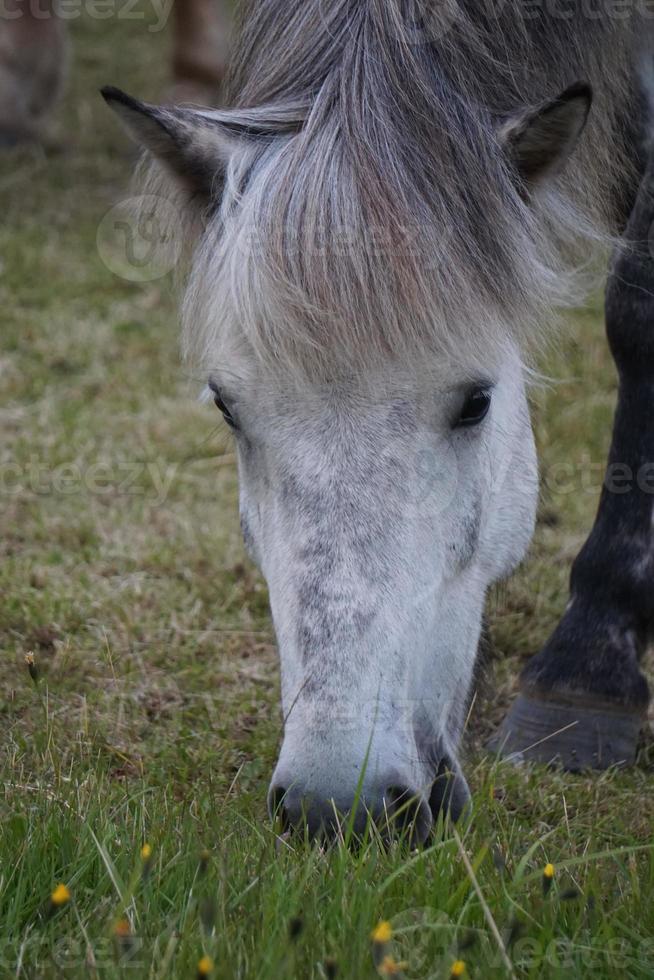 branco cavalo comendo Relva em pasto - fechar-se em cabeça foto