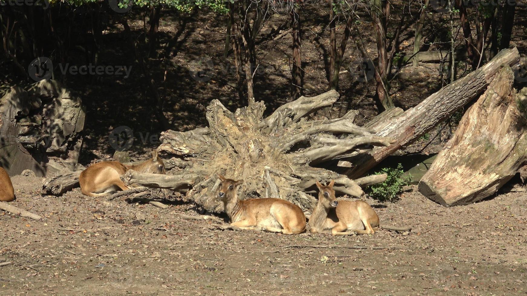 grupo do Nilo lechwe ou Sra cinza lechwe kobus megaceros foto