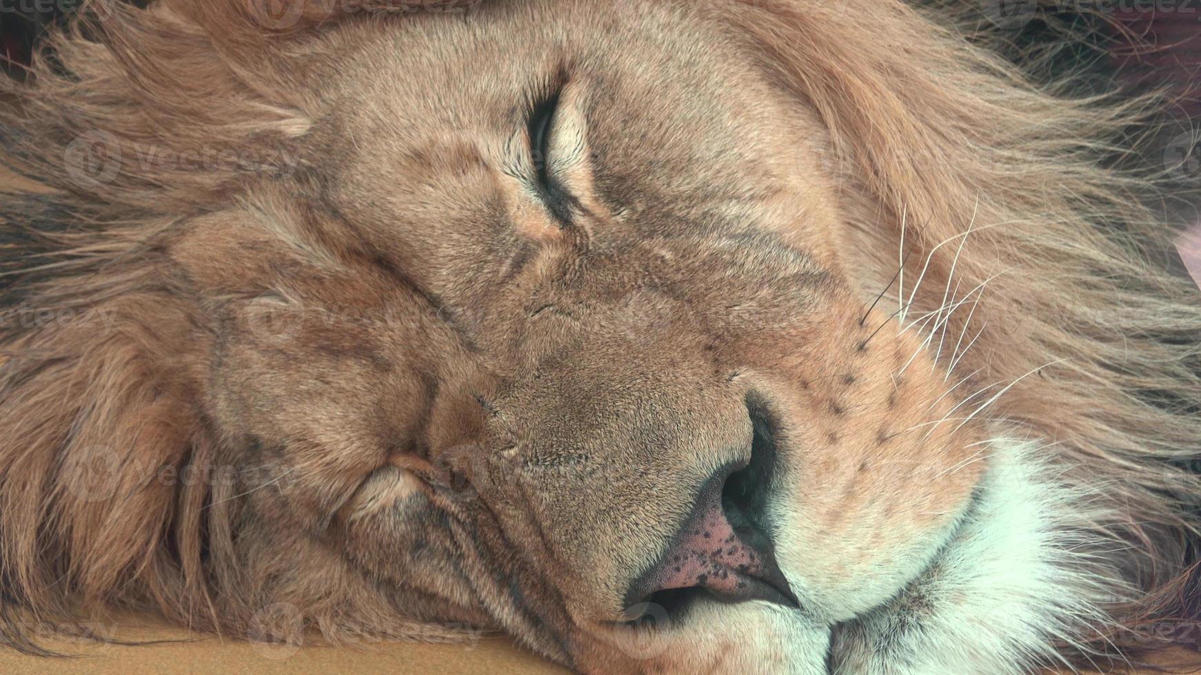 bárbaro leão panthera leo leo. leão adormecido foto