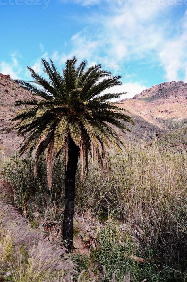 Palma árvore dentro a montanhas foto