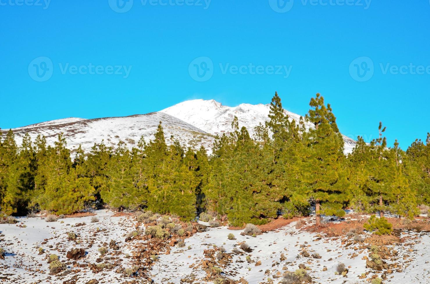 cênico floresta panorama foto