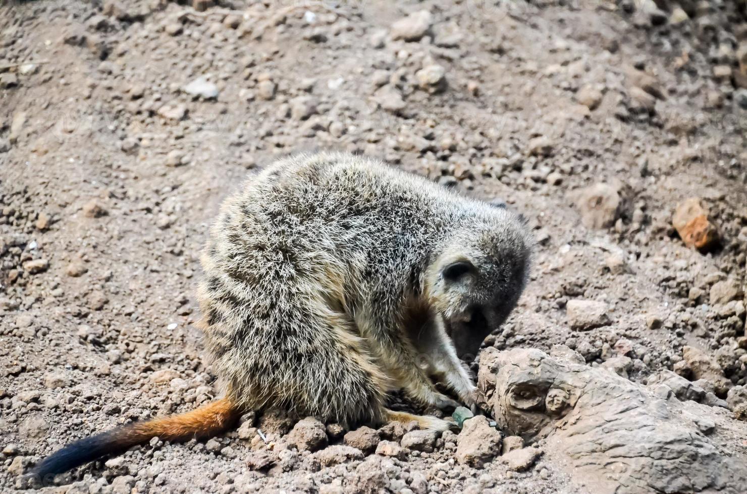 meerkat às a jardim zoológico foto