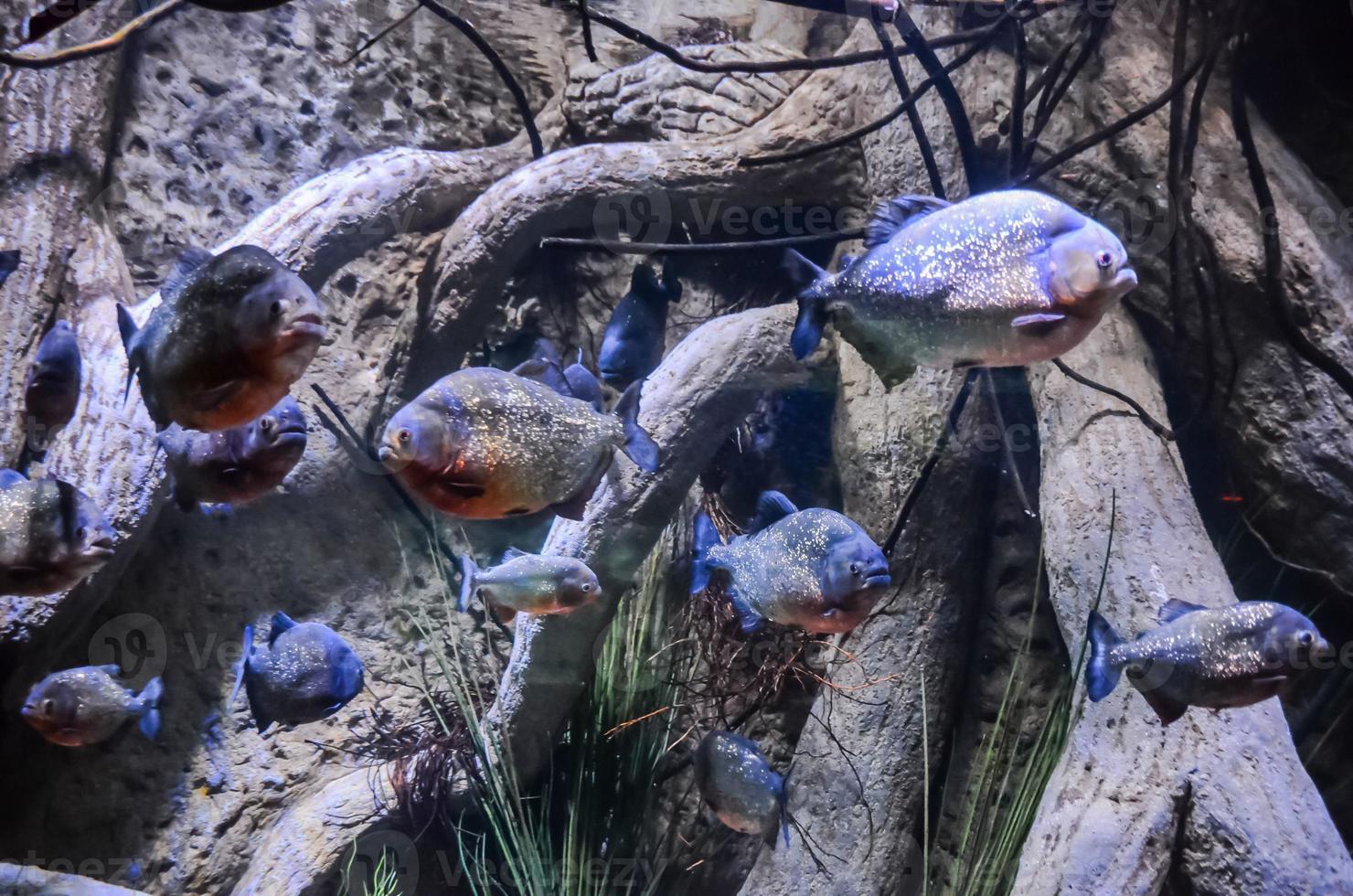 piranhas no aquário foto