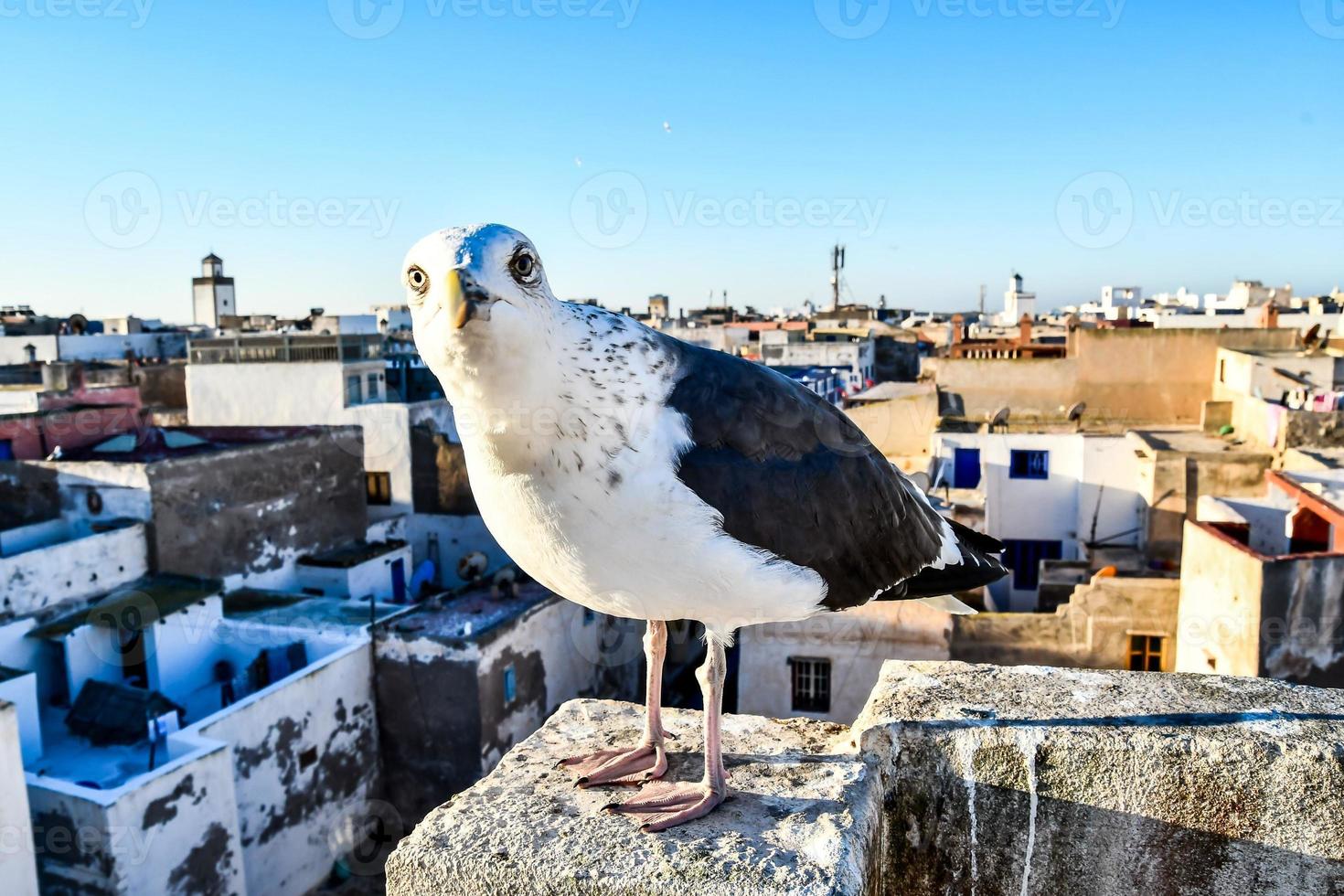 gaivota em marrocos foto