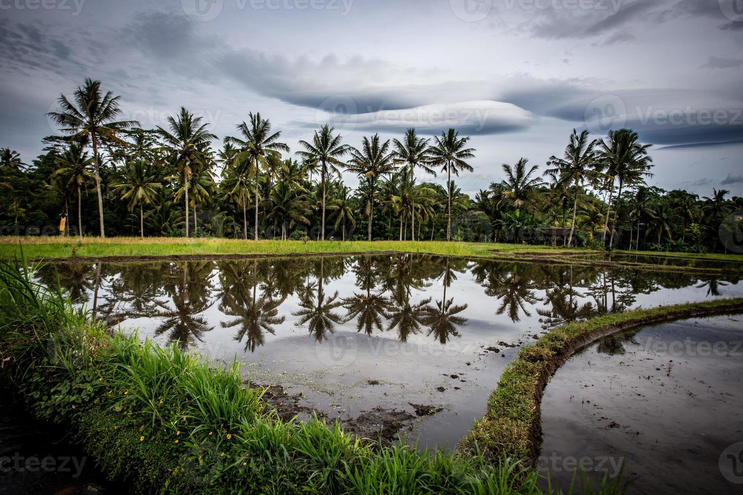 indonésio arroz campo foto