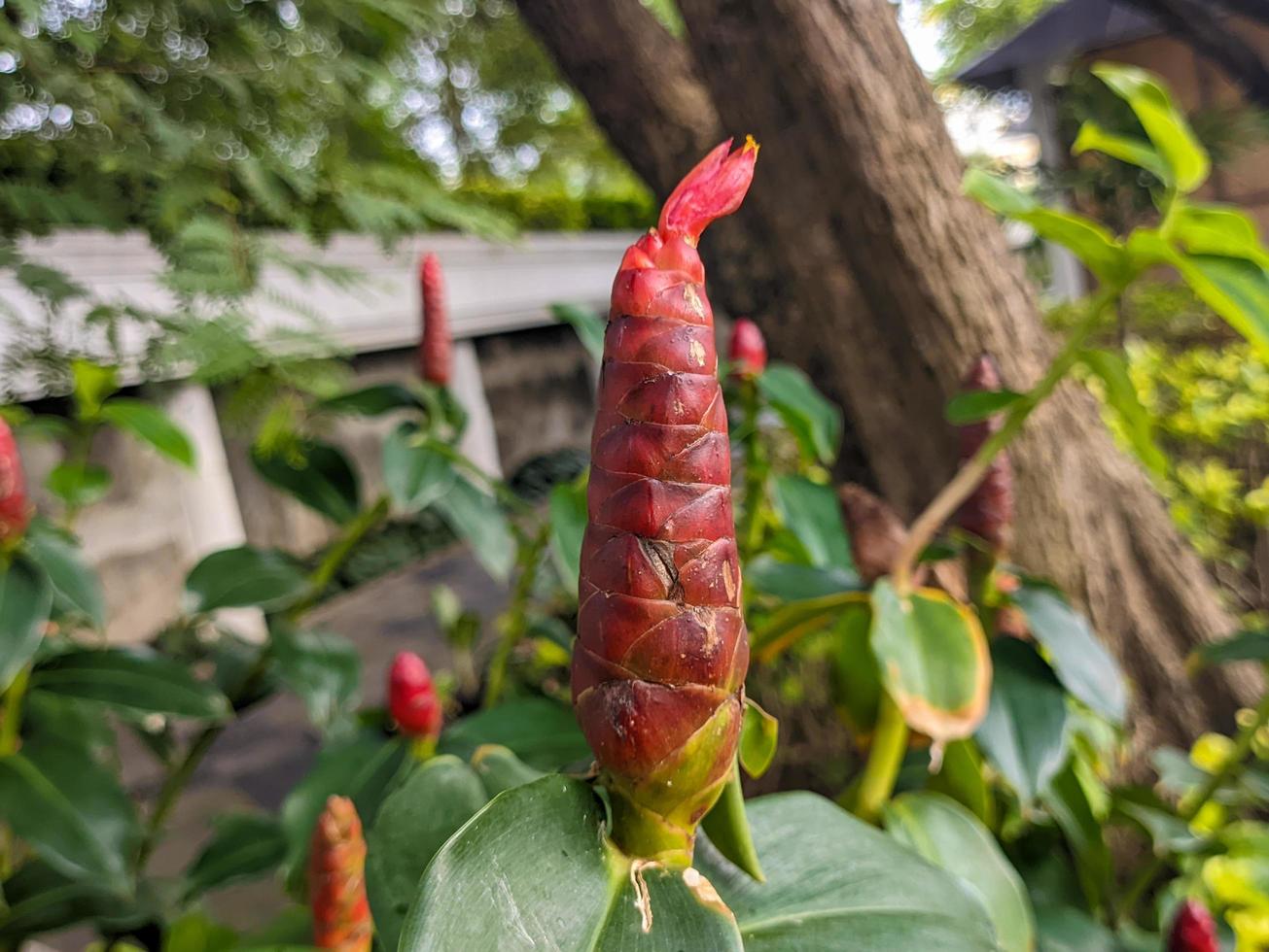 uma fechar acima do costus woodsonii flor foto