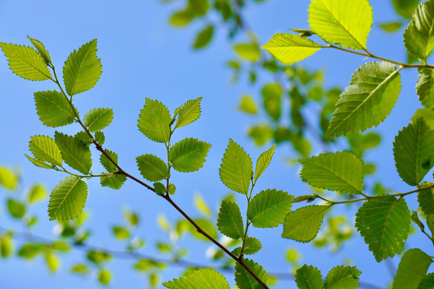 folhas verdes da árvore na primavera foto