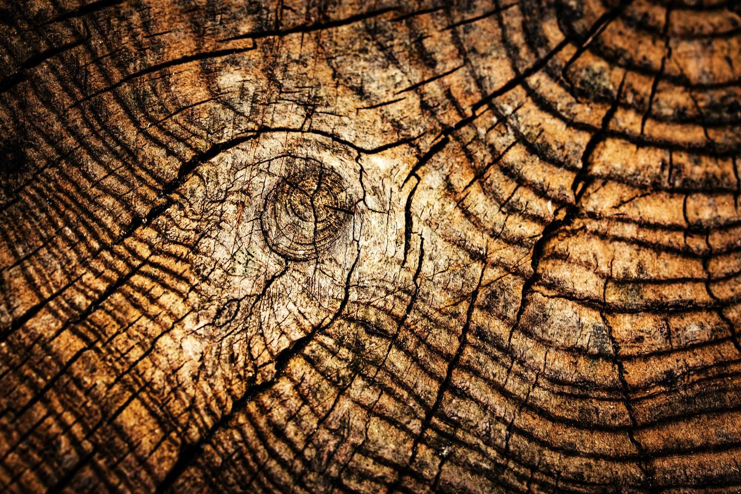 detalhe de um velho toco de madeira foto