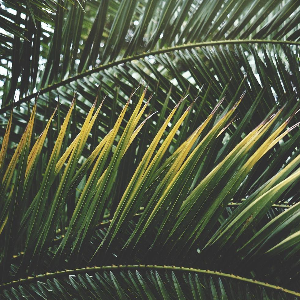 palmeiras e céu azul em um clima tropical foto