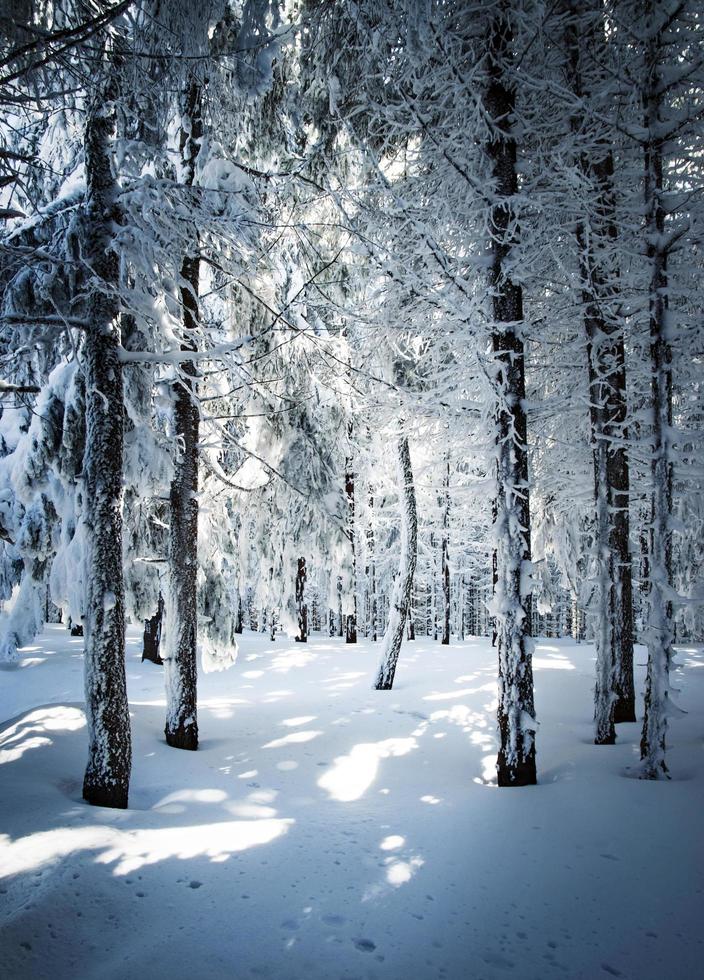 floresta densa de neve foto