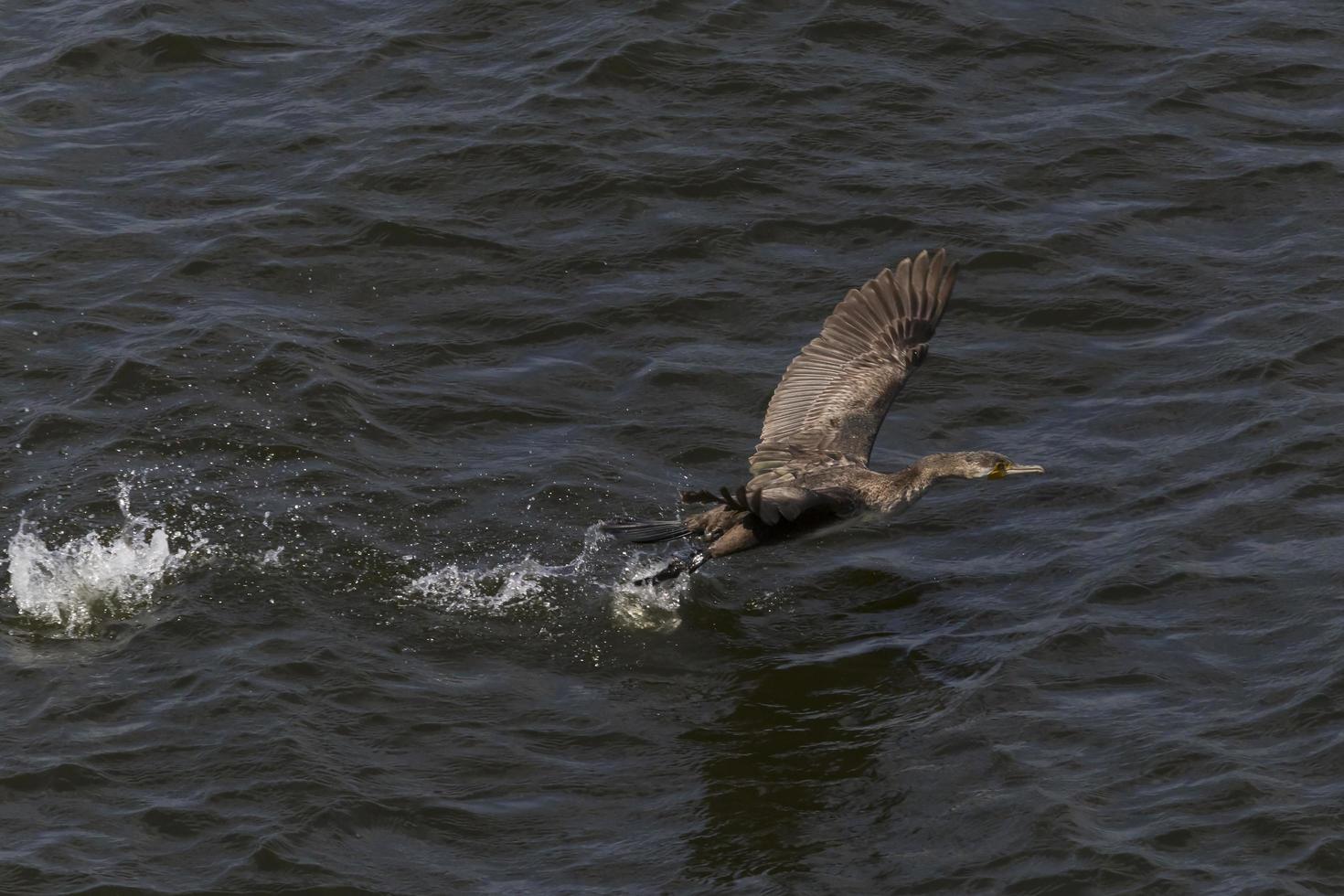 ótimo Corvo-marinho vôo fora uma água foto