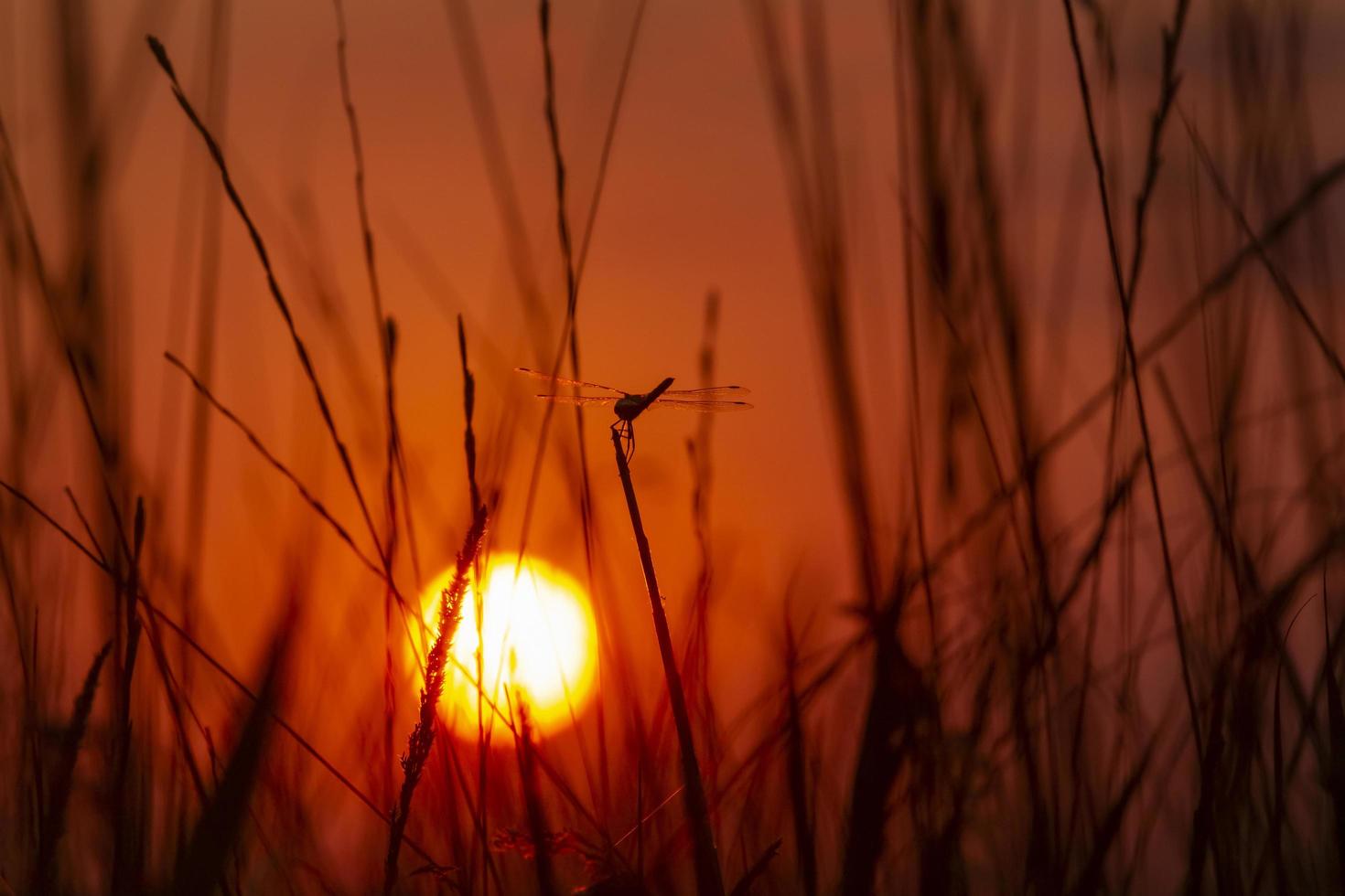 Visão em pôr do sol através plantas em Prado foto