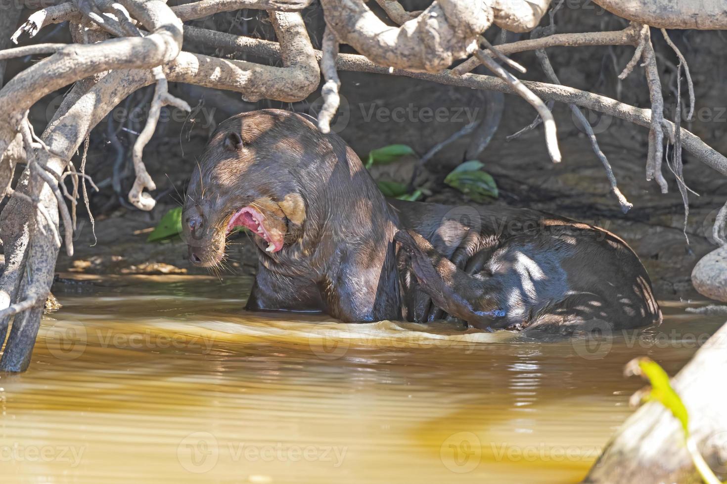 gigante rio lontra exibindo em uma isolado rio banco foto