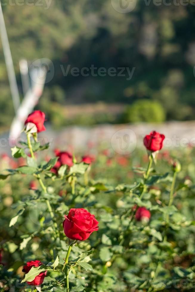 lindo vermelho rosa jardim em a Colina foto