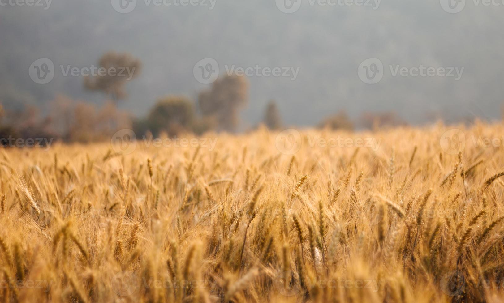 campo de cevada na temporada de verão foto