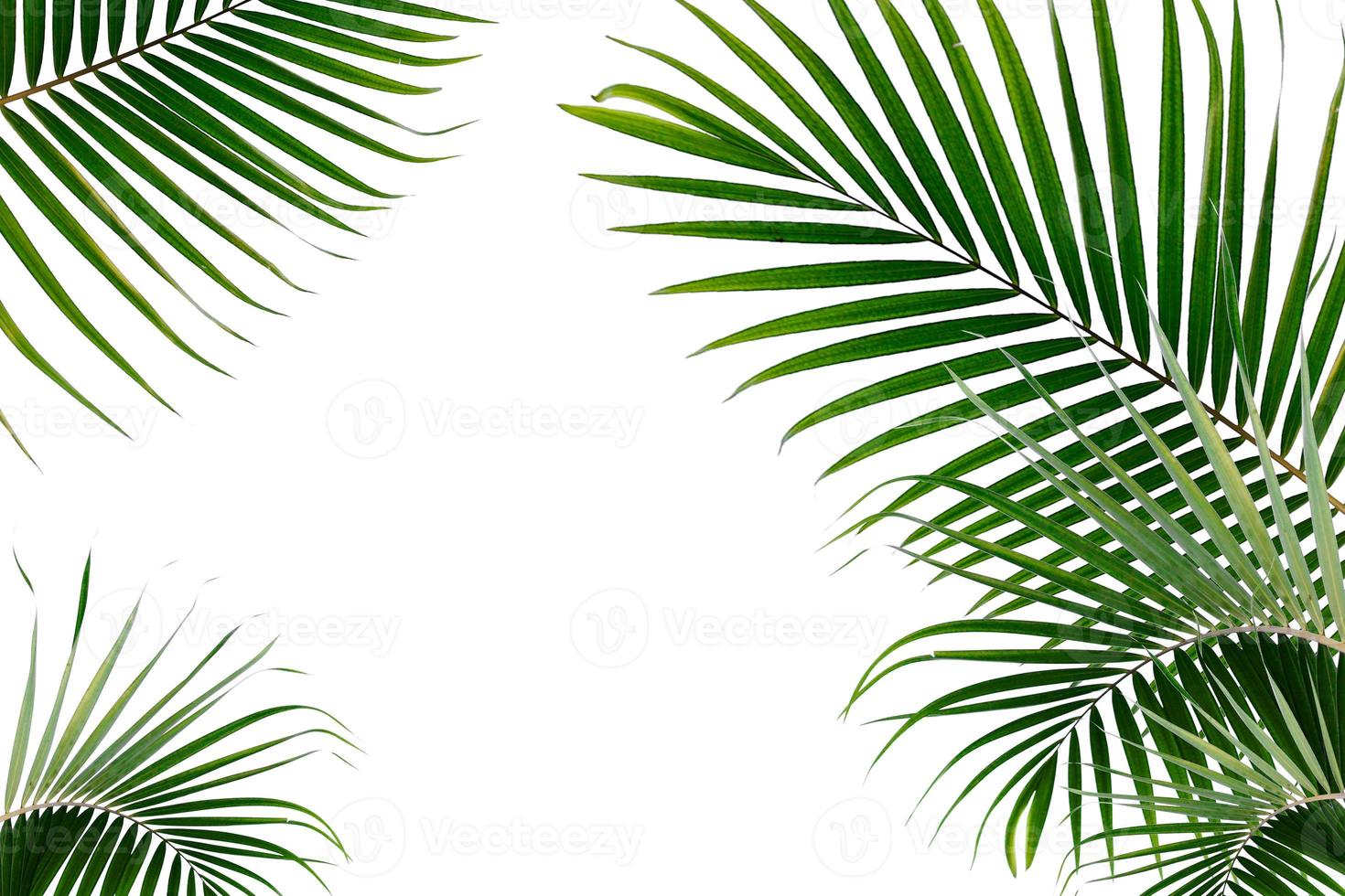 folhas de palmeira tropical em um fundo branco foto