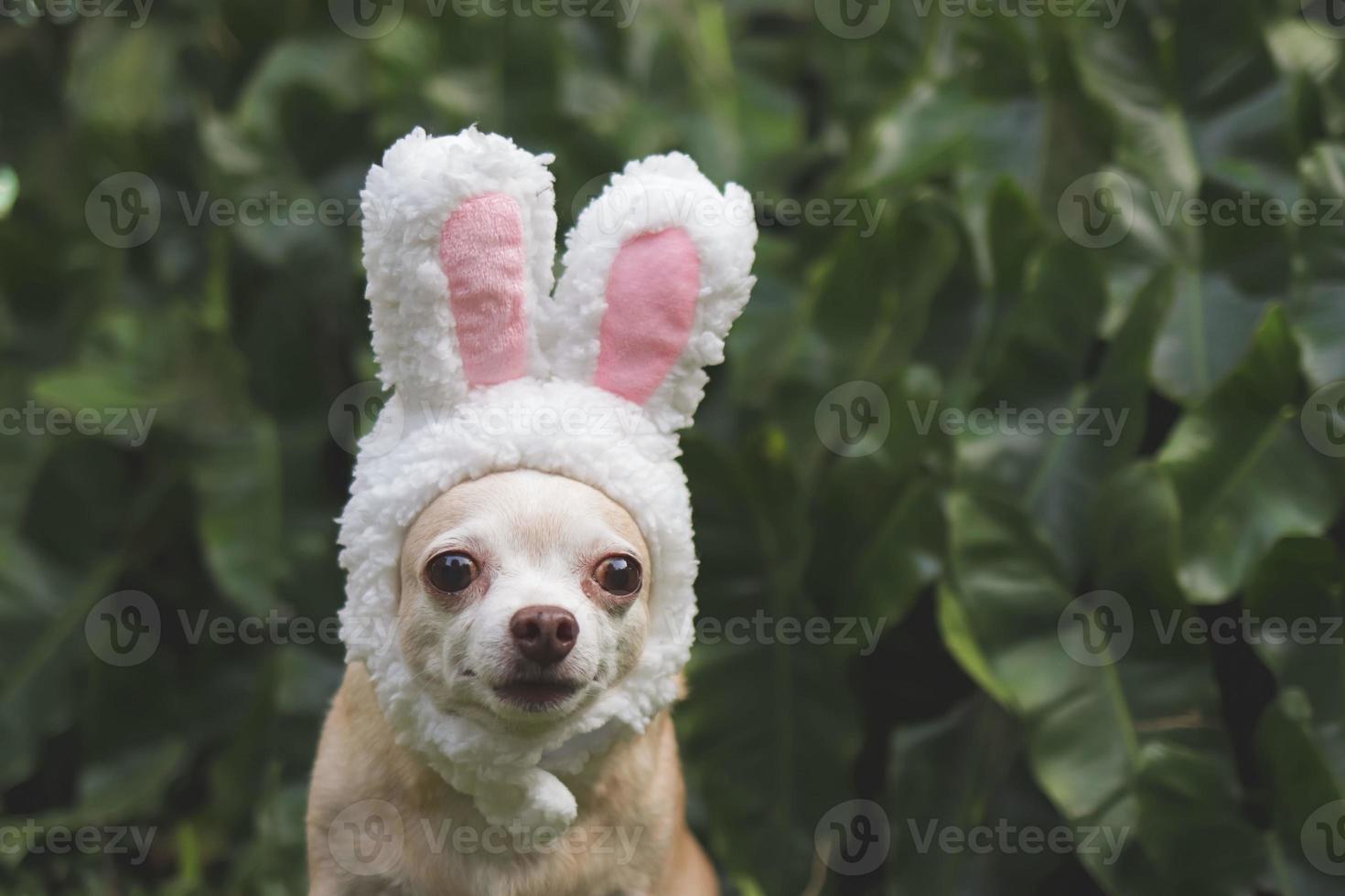 Castanho curto cabelo chihuahua cachorro vestido acima com Páscoa Coelho traje arco de cabelo sentado em verde Relva dentro a jardim, olhando às Câmera. foto