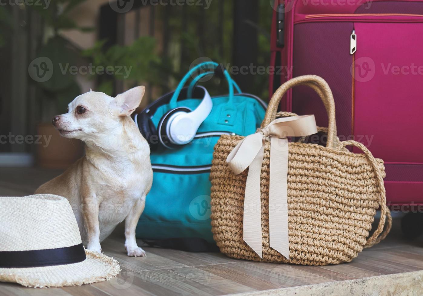 retrato do Castanho curto cabelo chihuahua cachorro sentado com tecido bolsa, azul mochila , Rosa mala de viagem e Palha chapéu. viagem com animais de estimação conceito. foto