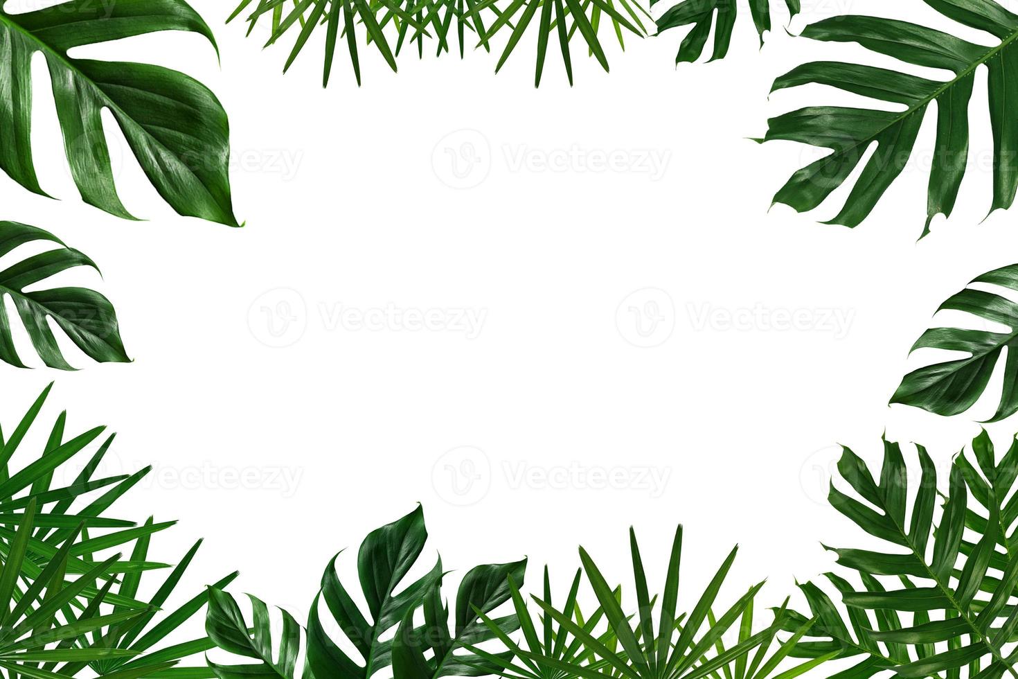 quadro de folhas tropicais verdes em fundo branco foto