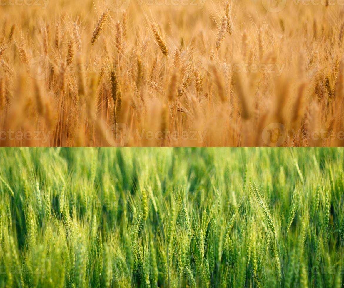 campos de cevada no verão foto