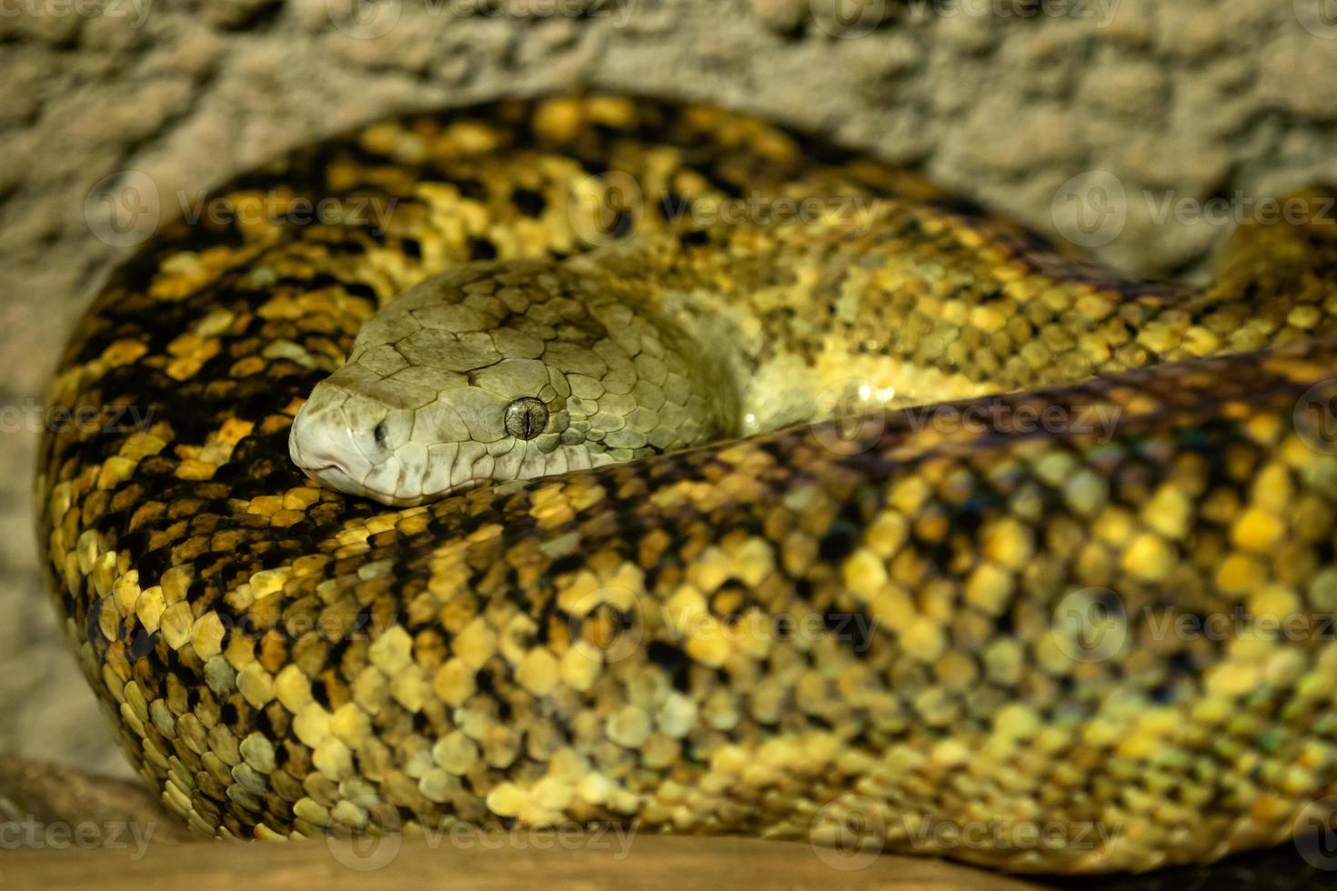 jamaicano boa, epicratas subflavo, isto serpente é ameaçado com extinção. foto