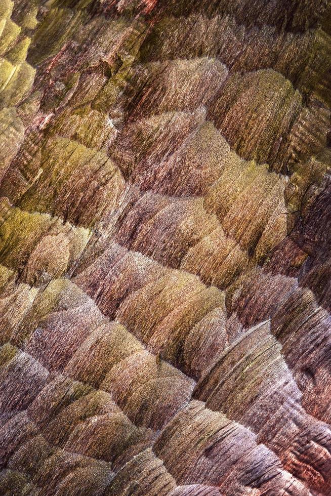 textura de madeira cinzelada foto