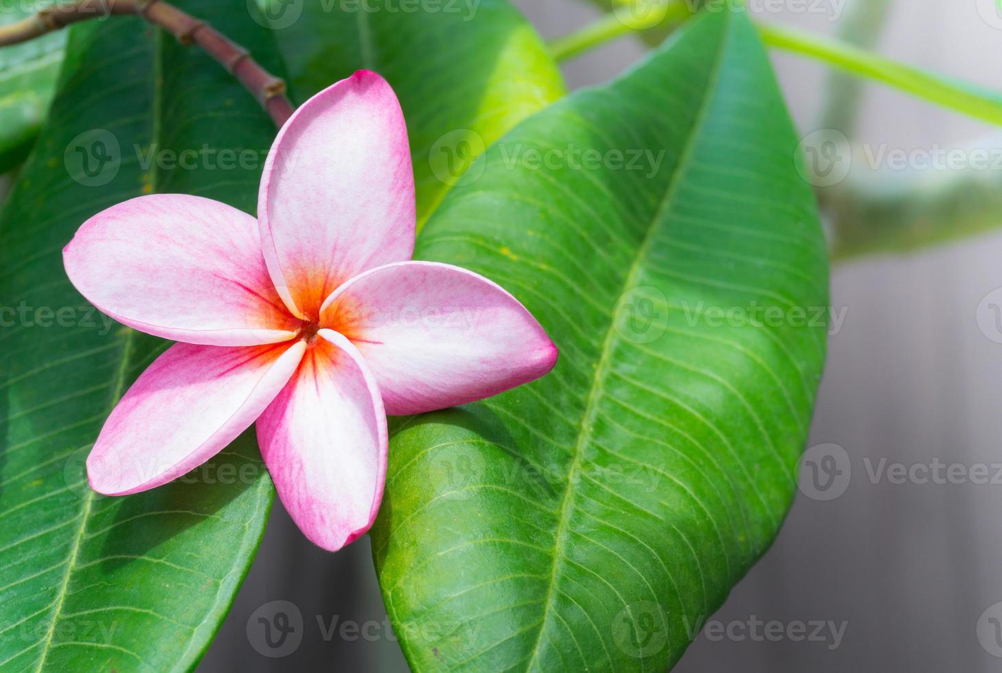 Rosa frangipani tropical flor, plumeria flor fresco florescendo em árvore foto