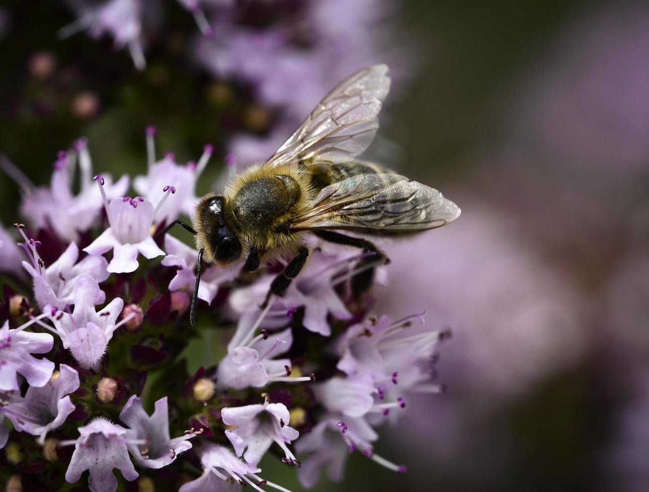 abelha em uma flor de violeta foto