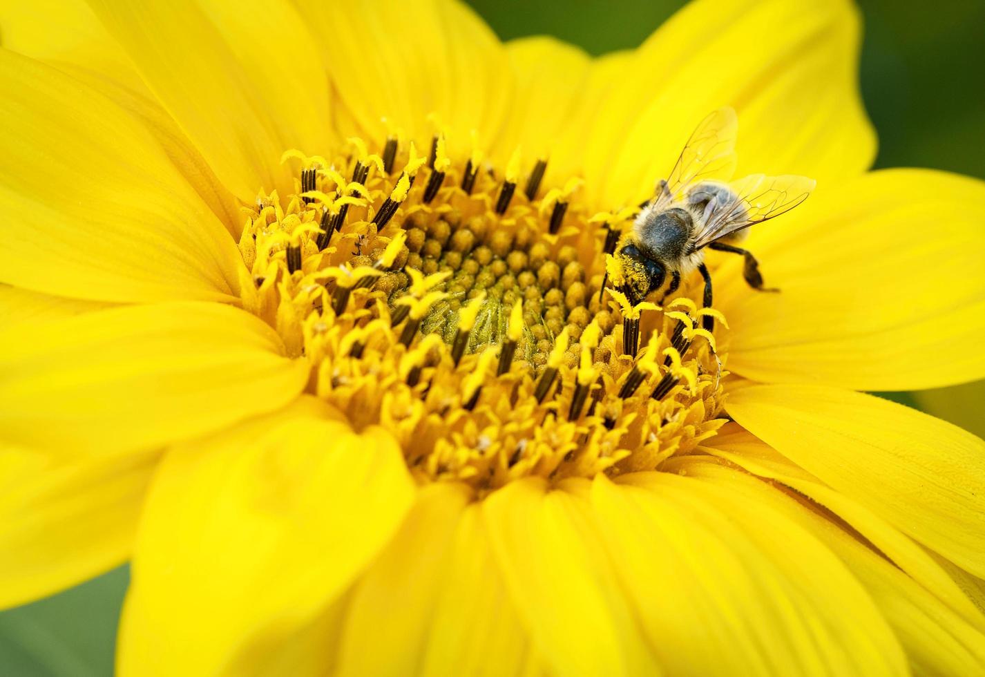 abelha em um girassol foto