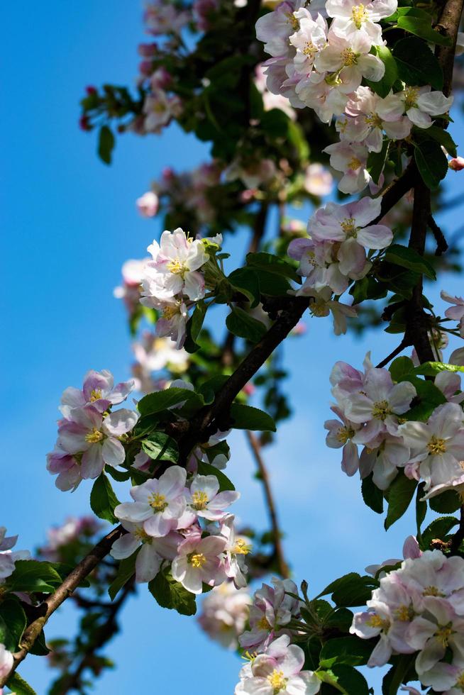 flores de maçã em maio foto