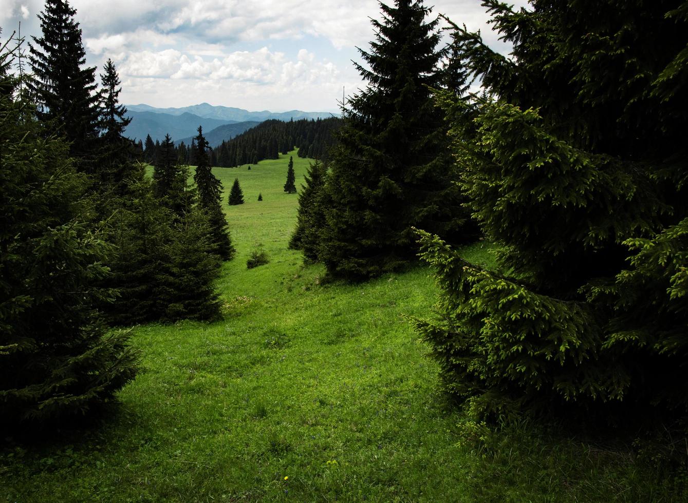 prado de montanha verde com árvores foto