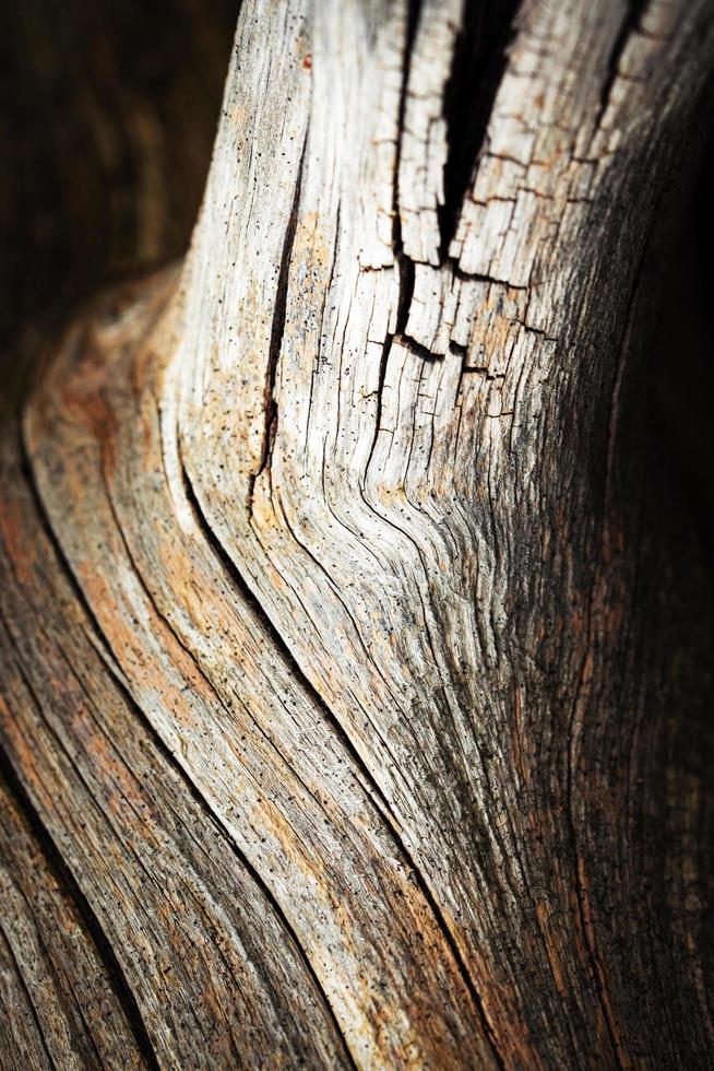 detalhe de galho velho seco foto