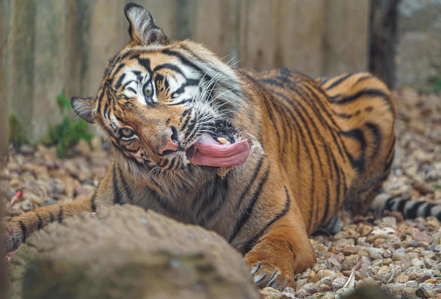 sumatra tigre comendo carne foto