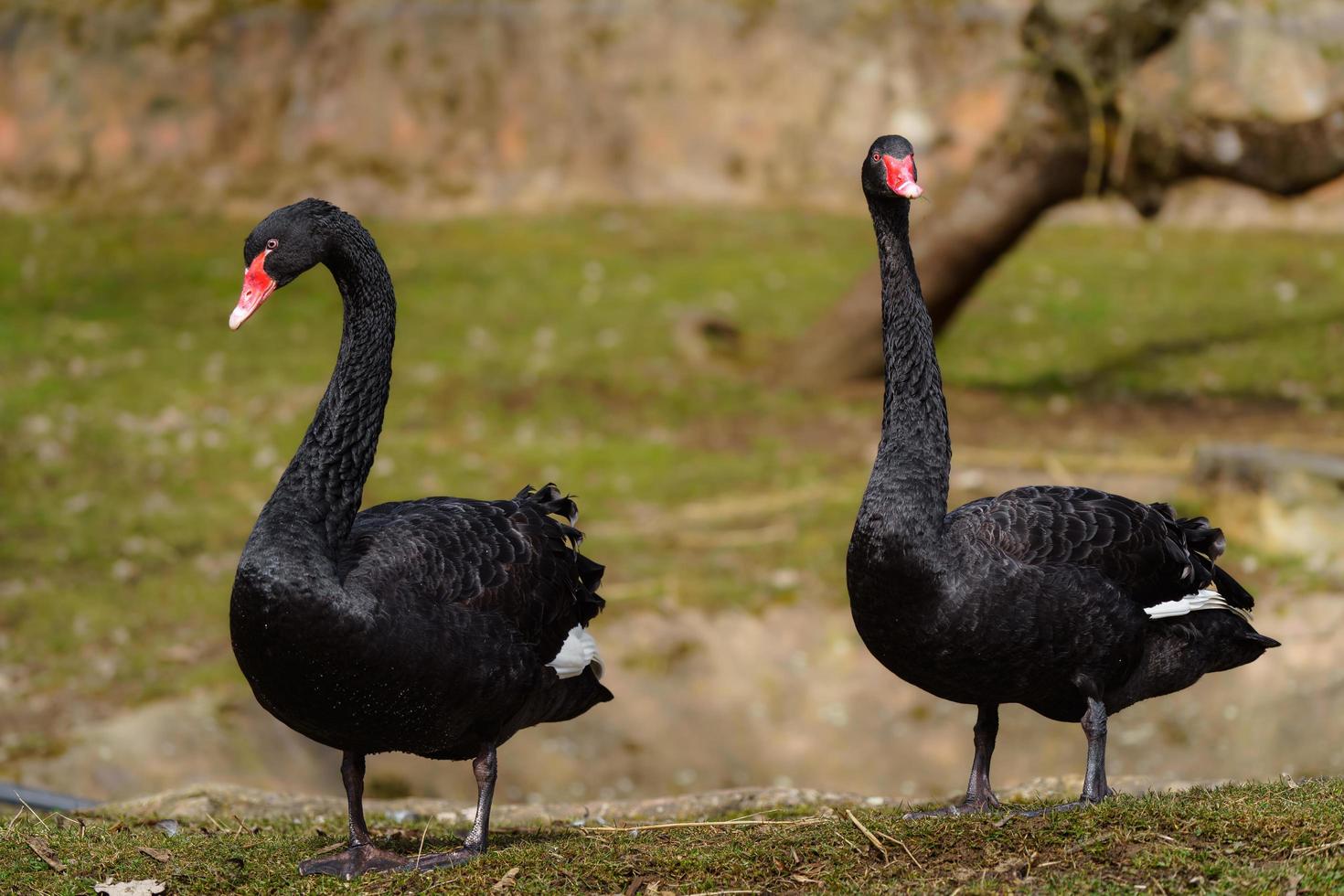 retrato de cisne negro foto