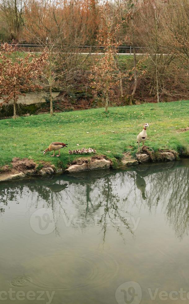 a egípcio ganso, Alopochen aegyptiaca, com 12 gansinhos dentro Alemanha foto