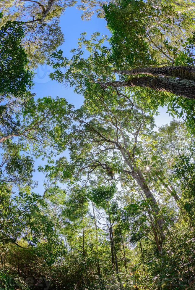 seco decíduo floresta dentro Tailândia com peixe olho lente. foto